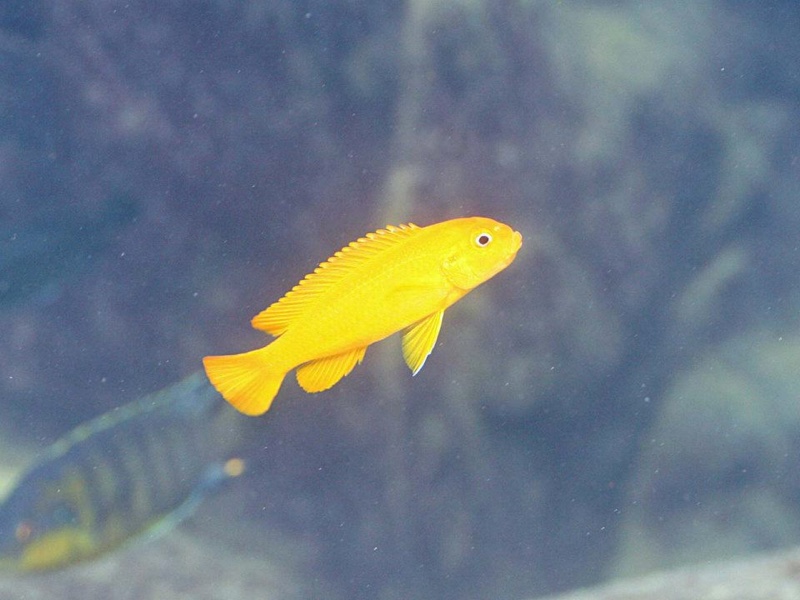 Pseudotropheus johannii 'Gome'